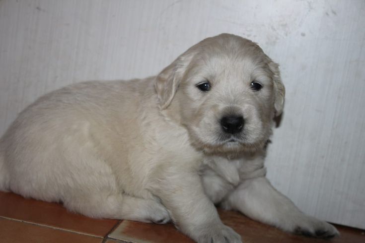 Price of Golden Retriever Puppies for Sale in India ...