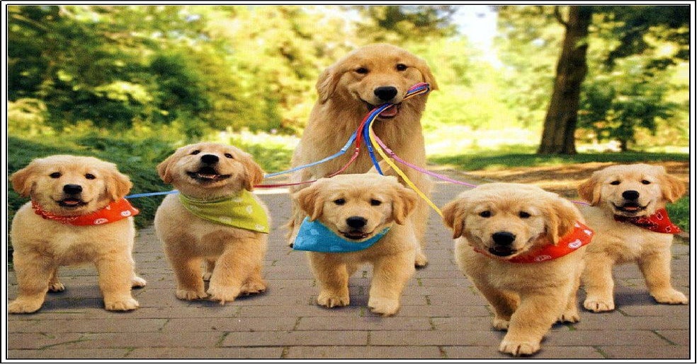 PsBattle: Golden Retriever Walking Puppies : photoshopbattles