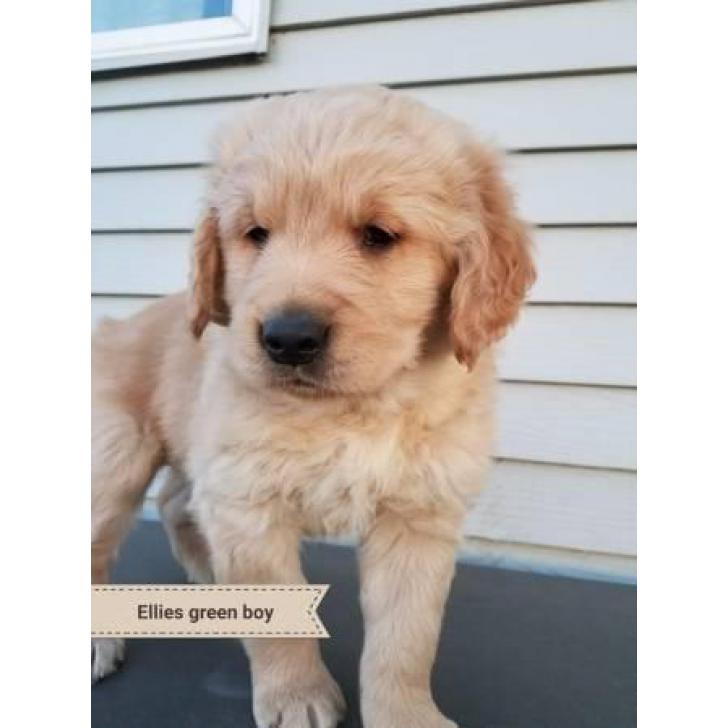 Puppies are $1000 5 Males Available in Minneapolis, Minnesota