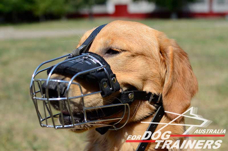 Purchase Wire Basket Dog Muzzle