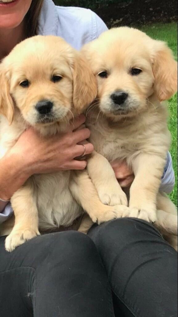 Pure bred Golden Retriever pup for sale