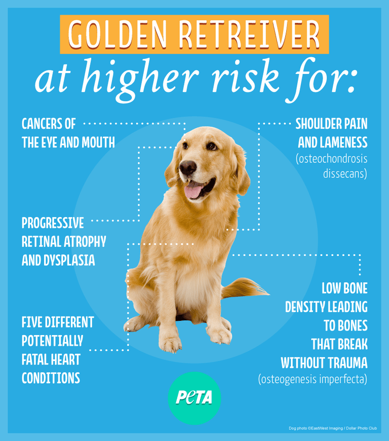 Purebred Dogs at Higher Risk for Many Health Problems