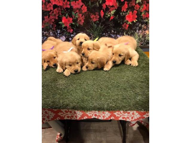 Purebred golden retriever puppies in Knoxville, Tennessee