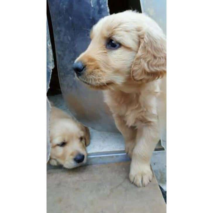 Purebred male golden retriever puppies available $800 Harrisonburg ...