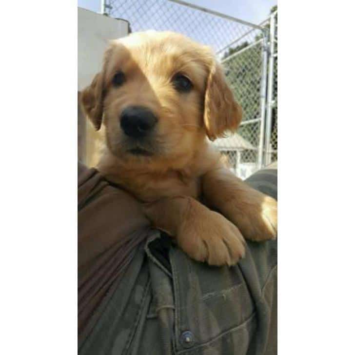 Purebred male golden retriever puppies available $800 in Harrisonburg ...