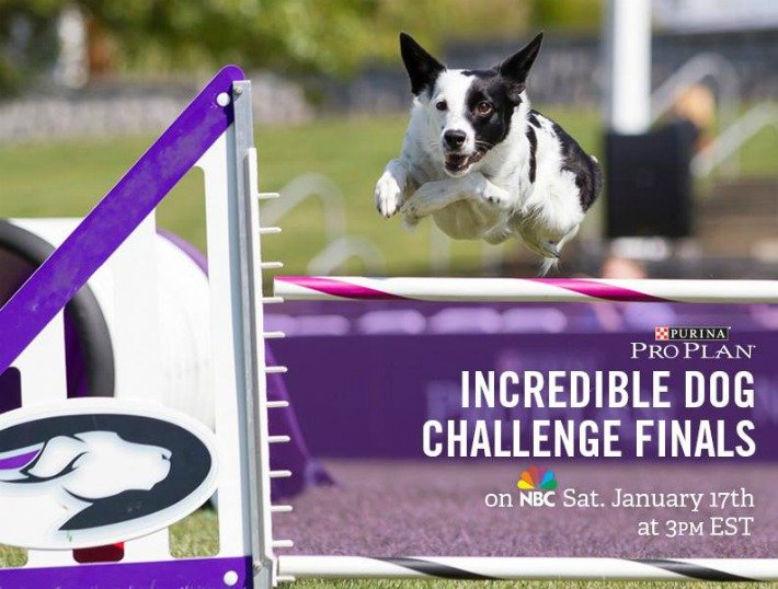 Purina Pro Plan Incredible Dog Challenge