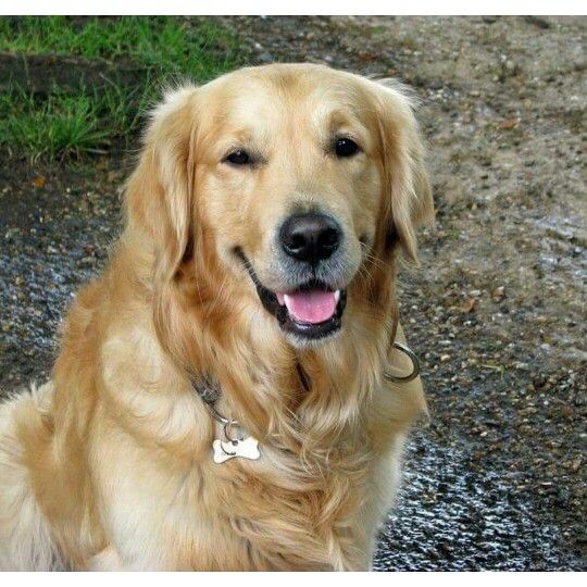 Question: How much grooming do Golden Retrievers need ...