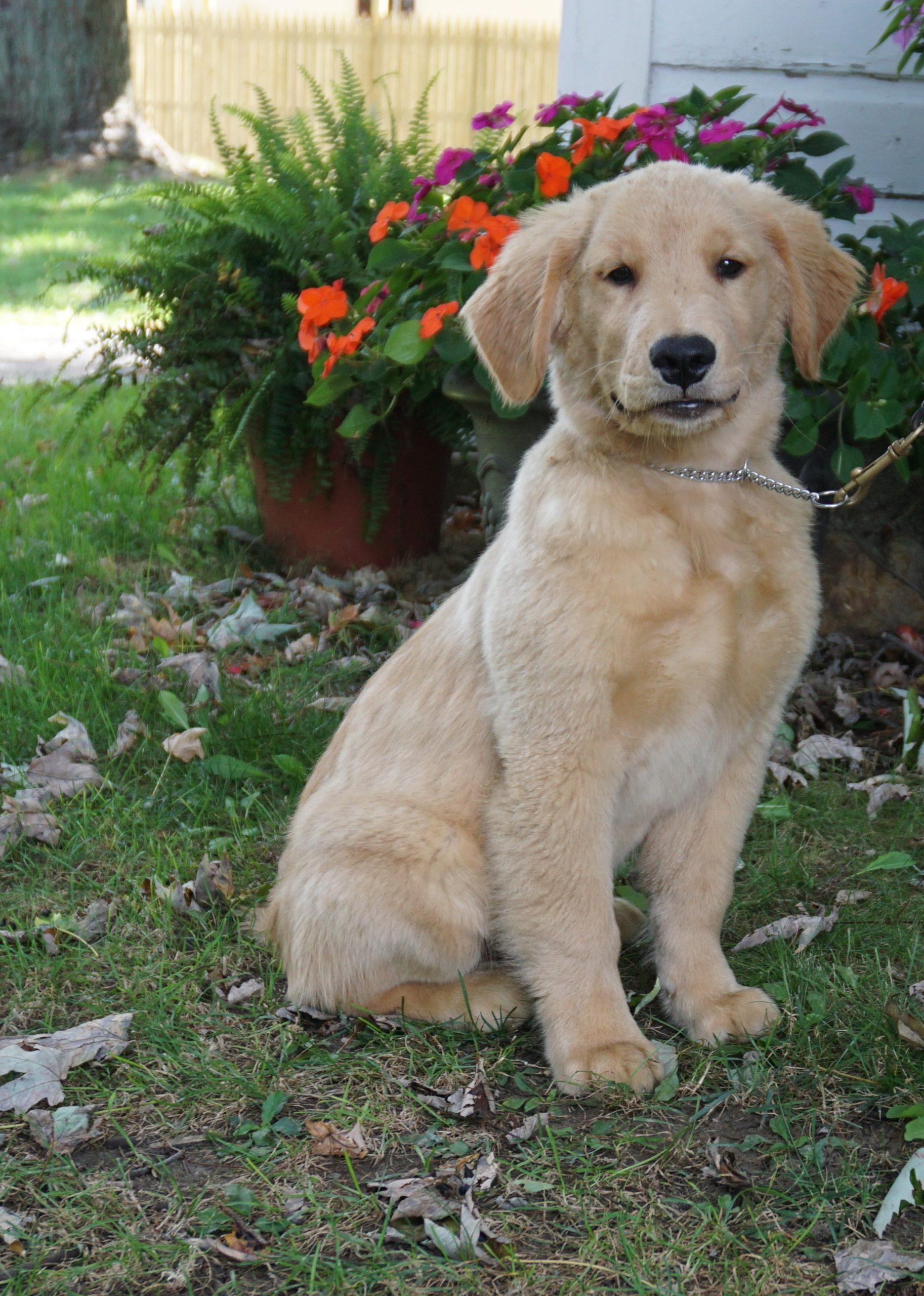 Ranger: AKC, Male, Golden Retriever Puppy Trained and For Sale