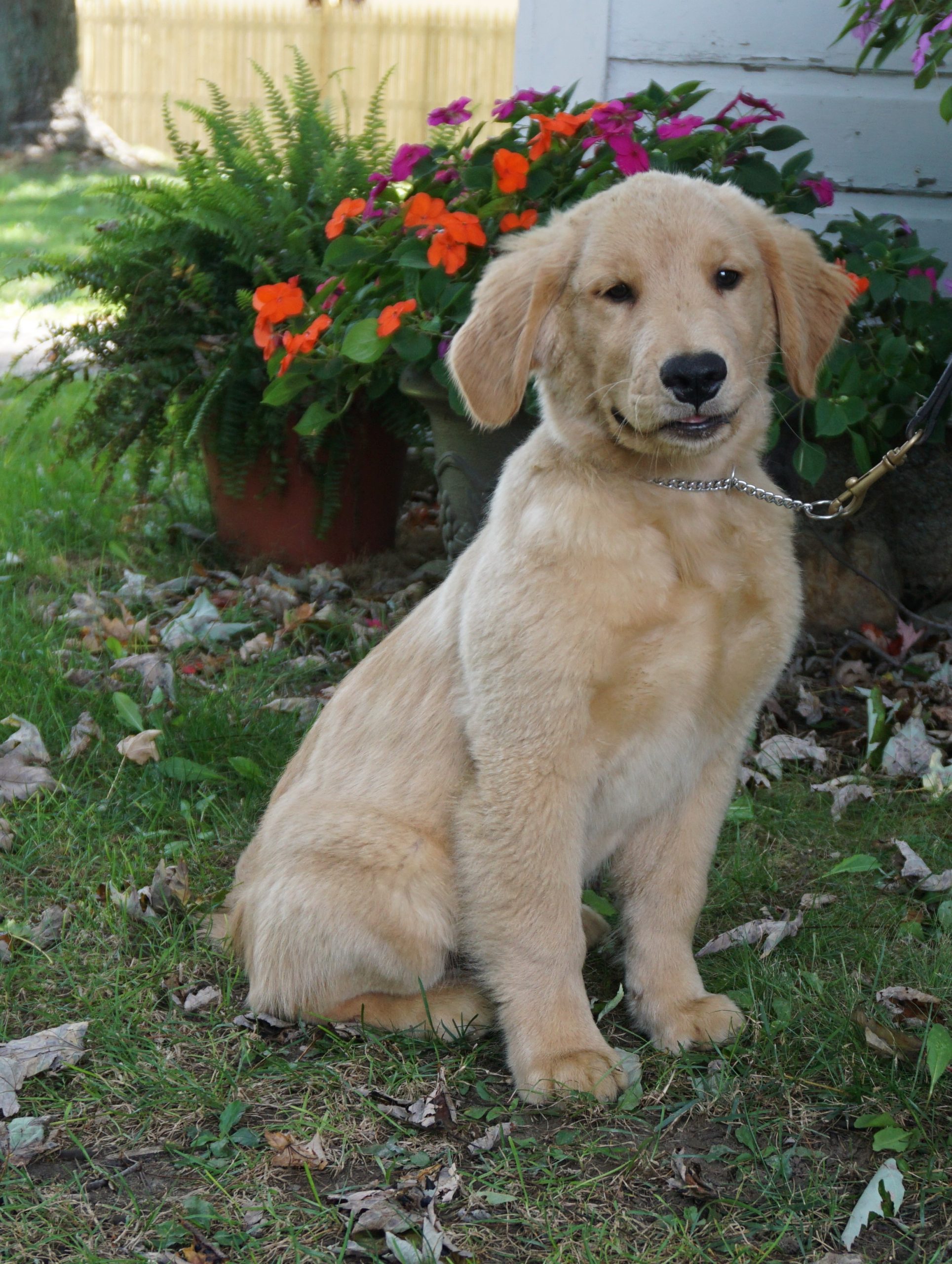 Ranger: AKC, Male, Golden Retriever Puppy Trained and For ...