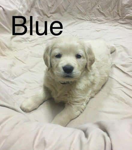 Ready to go February 1, CKC Registered Golden Retrievers for Sale in ...