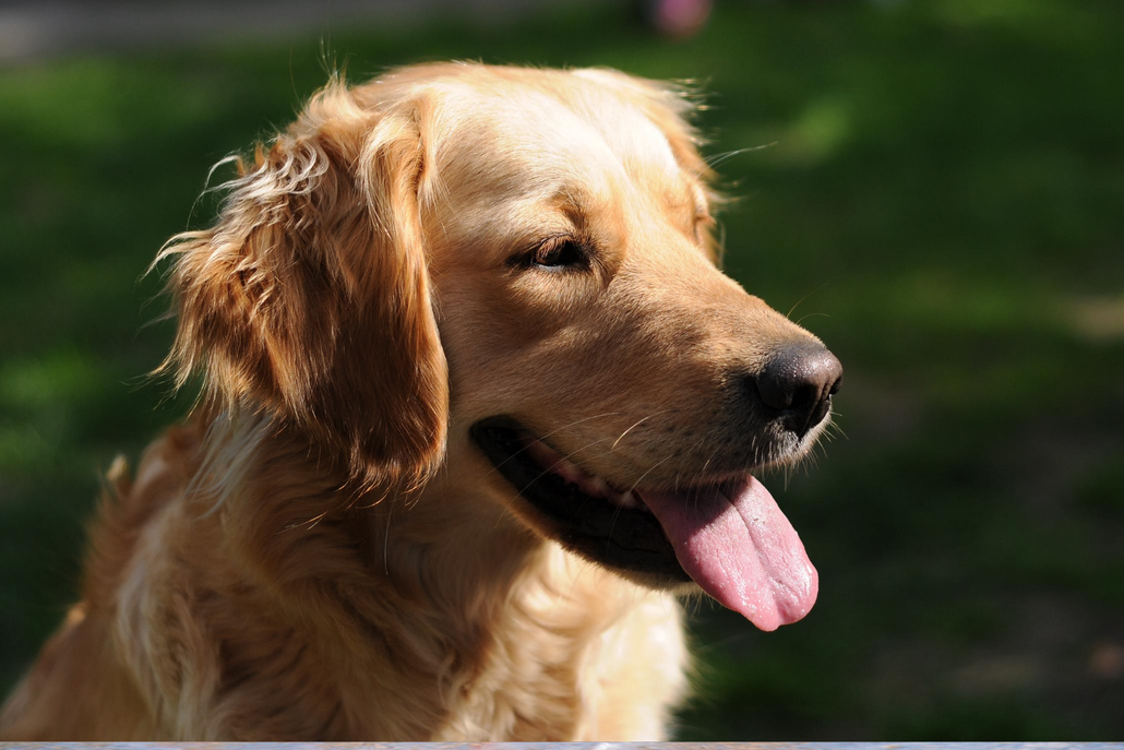 Reasons to Use Joint Supplements for Dogs – WINPRO Blood ...