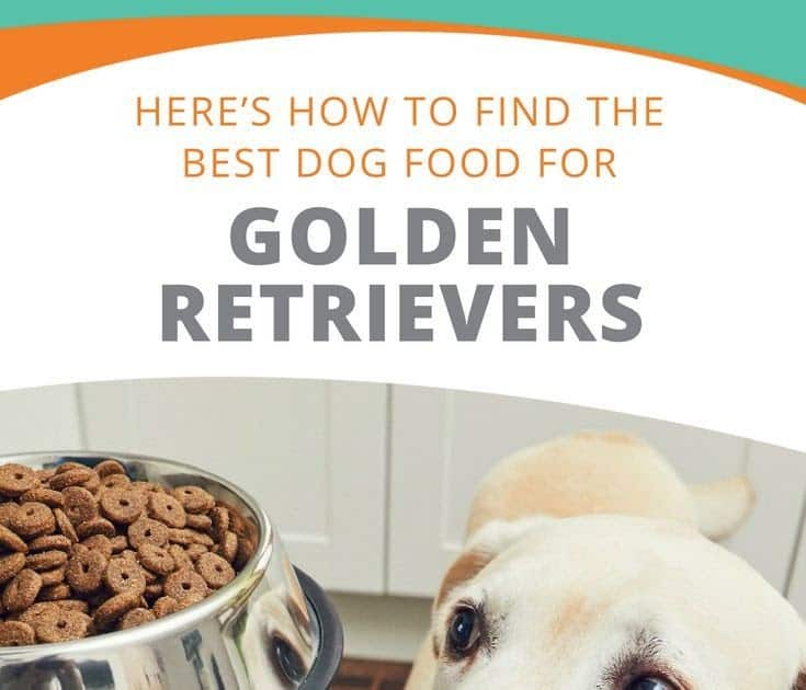 Recklessly: Best Food For Golden Retriever Puppy
