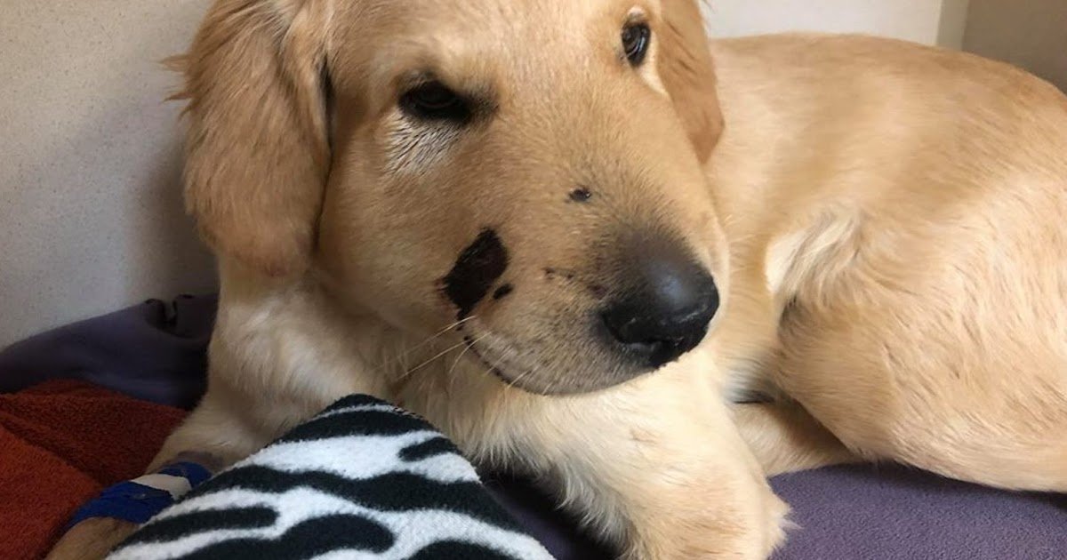 Recklessly: Golden Retriever Puppy For Sale Philippines 2018
