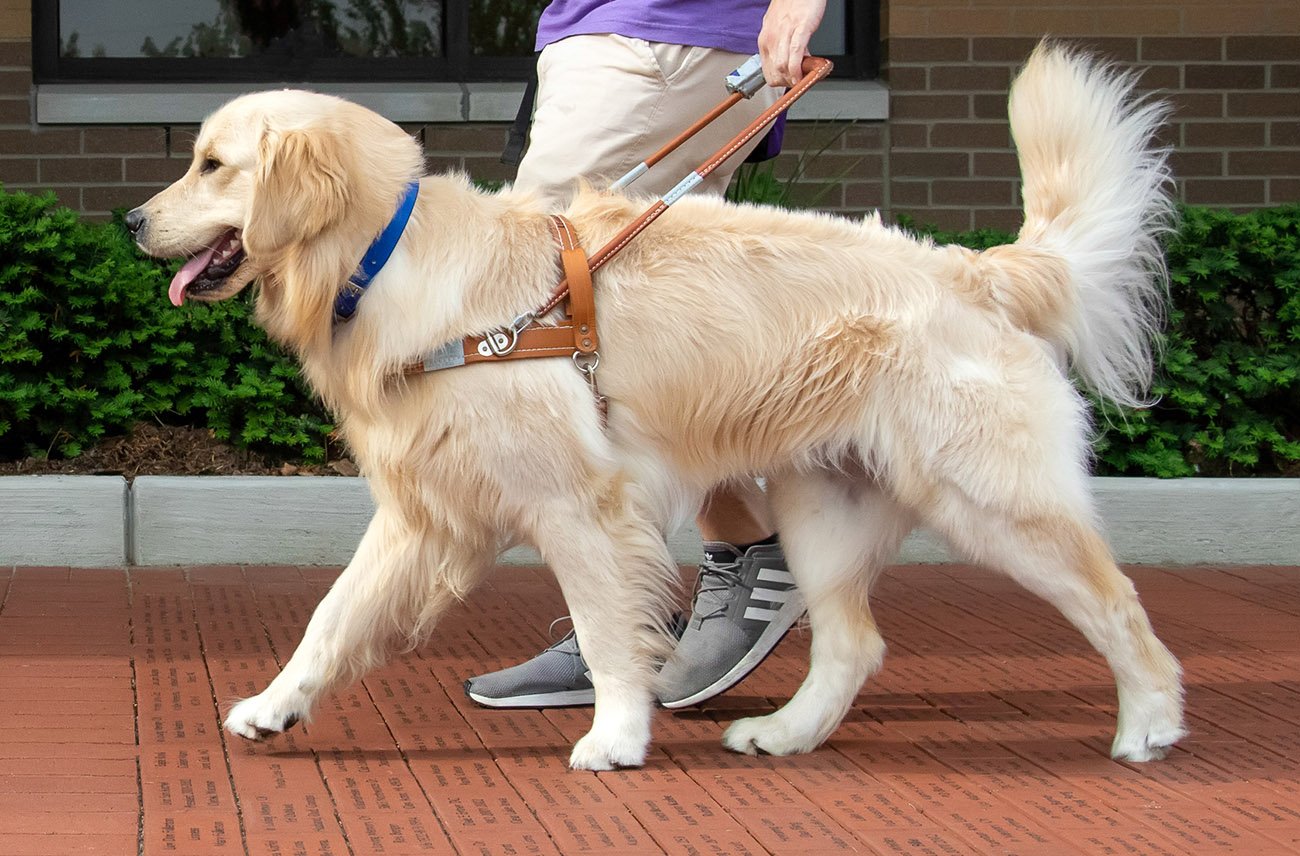 Recklessly: Golden Retriever Puppy Harness Size
