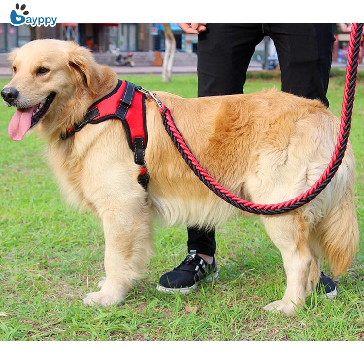 Recklessly: Golden Retriever Puppy Harness