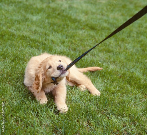Recklessly: Golden Retriever Puppy Leash Training