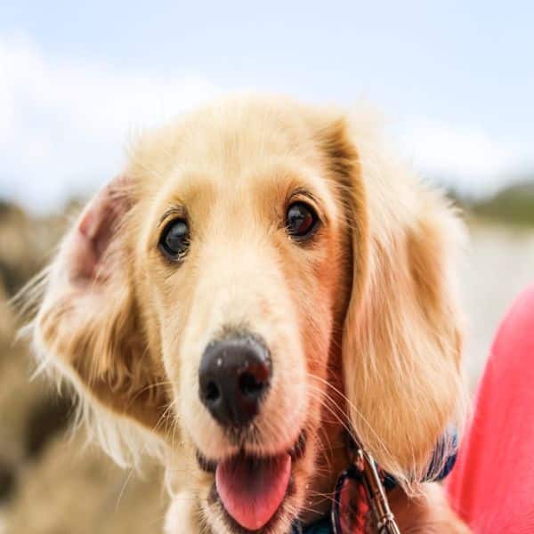 Recklessly: Golden Retriever Puppy Losing Hair