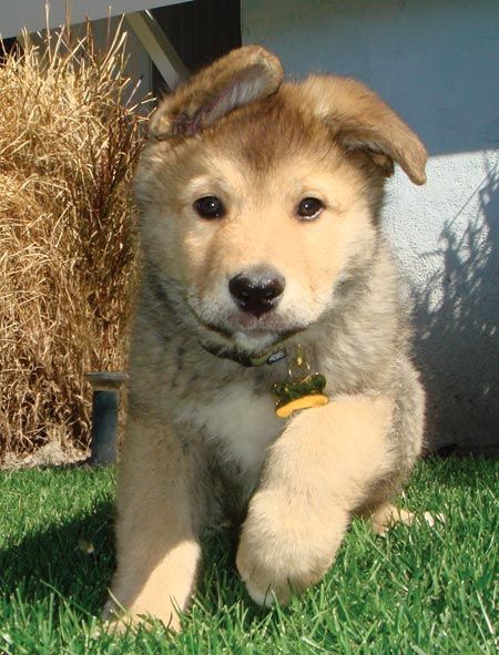 Recklessly: Golden Retriever X Husky Puppies For Sale