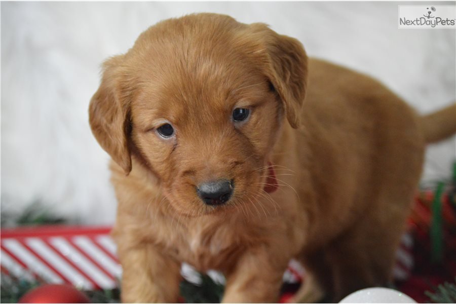 Red: Golden Retriever puppy for sale near Texoma, Texas ...