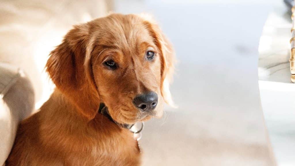 Red Golden Retrievers: Everything You Need to Know About ...