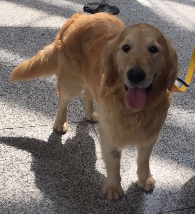 Rescue Goldens from Turkey