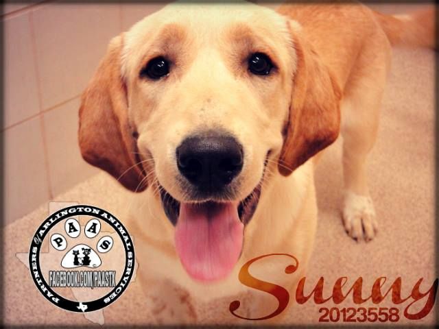 RESCUED!!! #TEXAS #URGENT ~ Sunny ID 20123558 is a ...