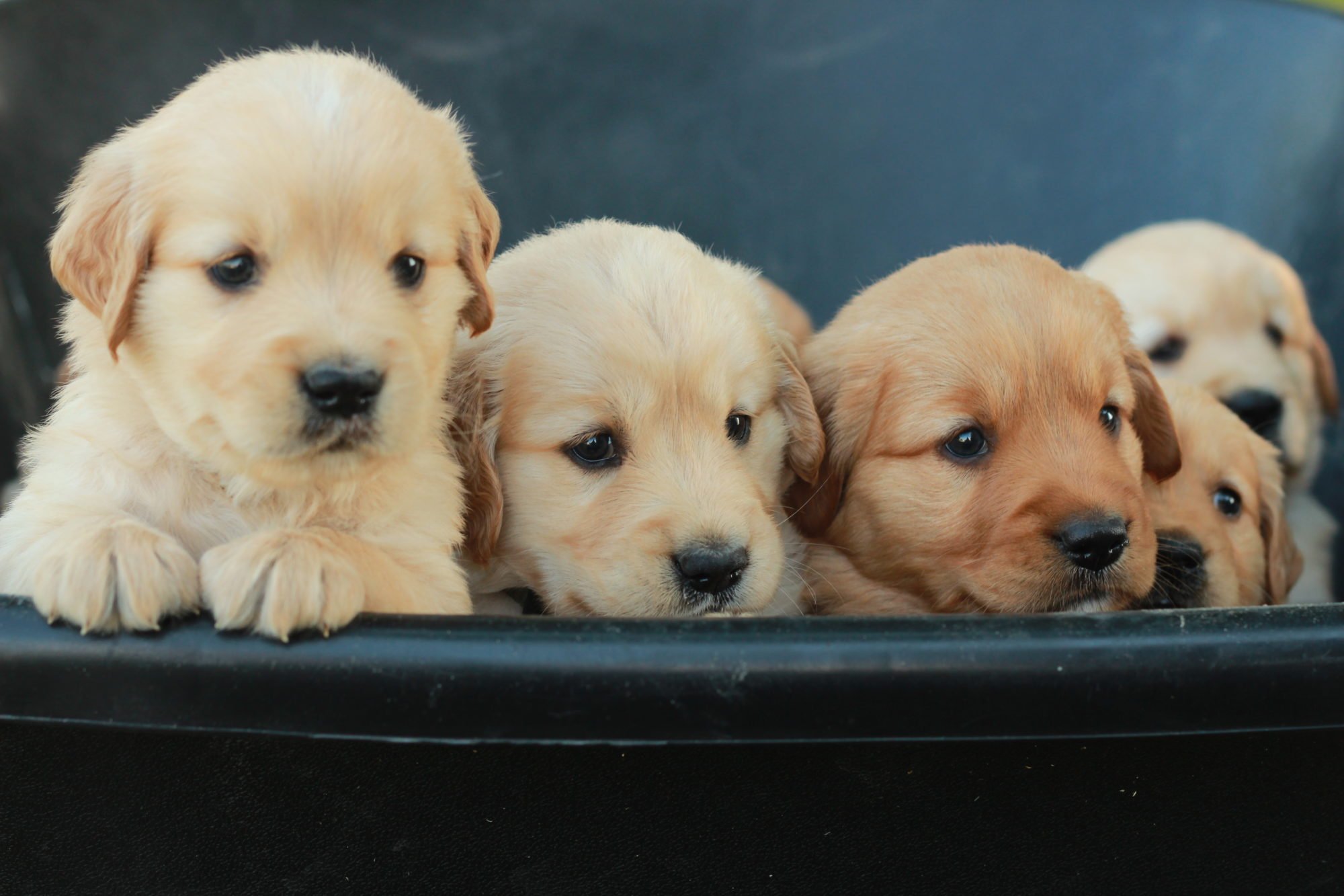 Reserve your golden retriever puppy from Windy Knoll ...
