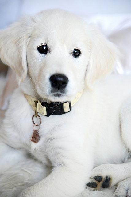 Rio the white Golden Retriever puppy