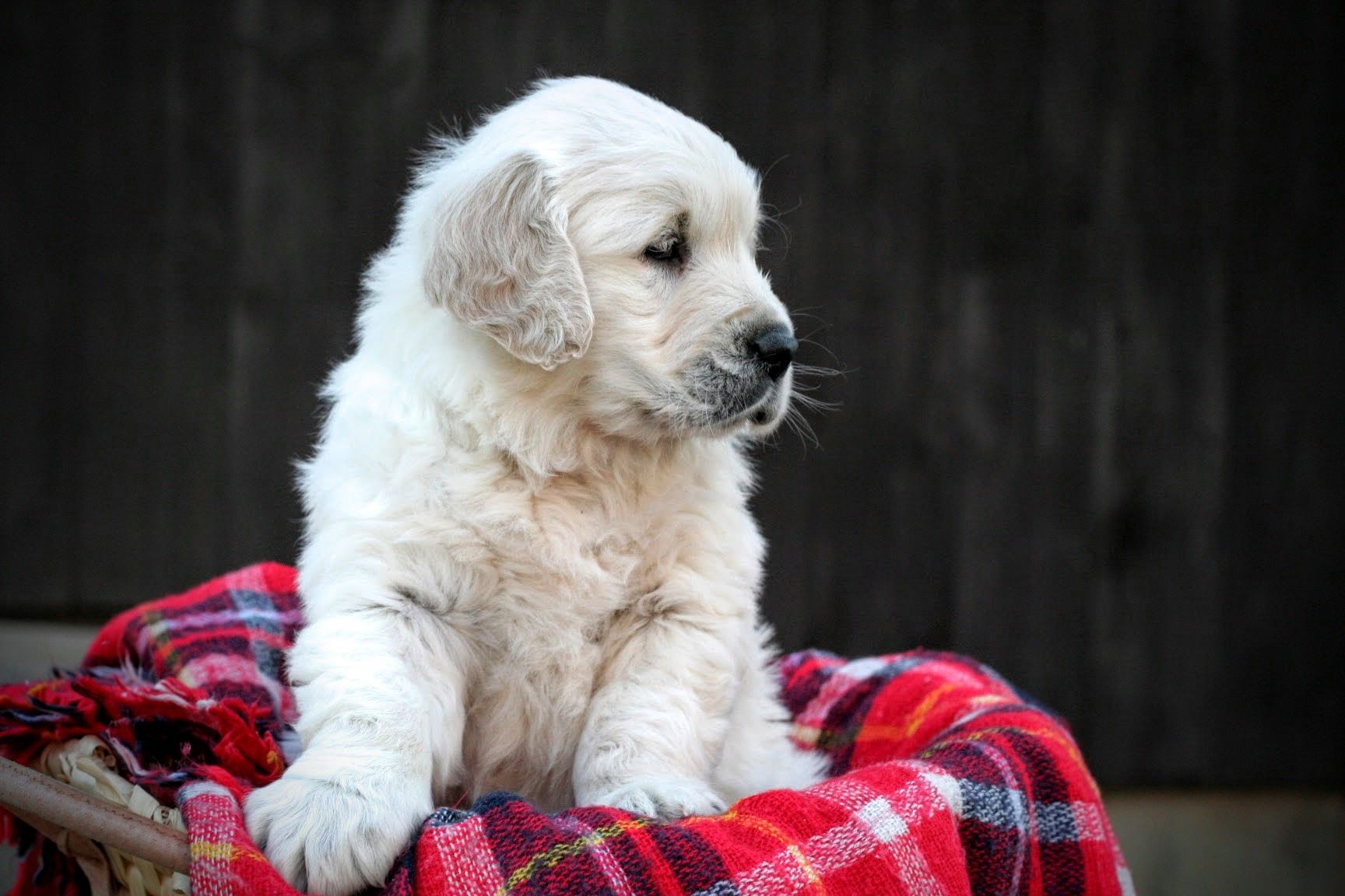 Robert Miller: Cute Golden Retriever Puppy