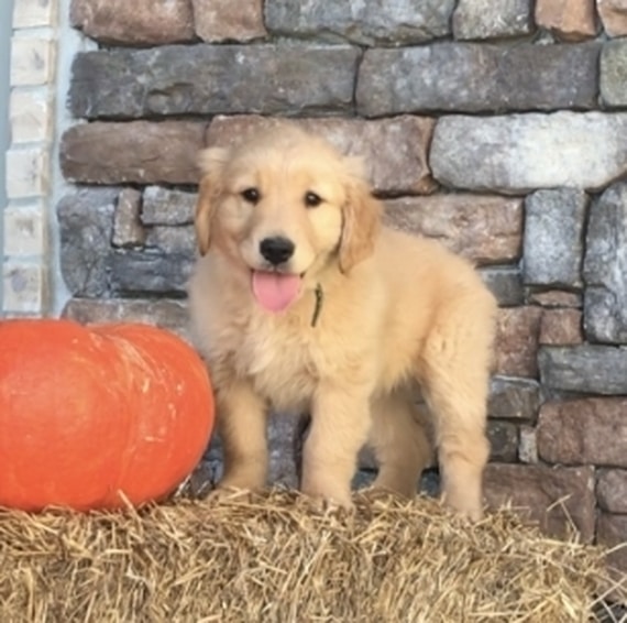 Rocky Golden Retriever Puppy 617436