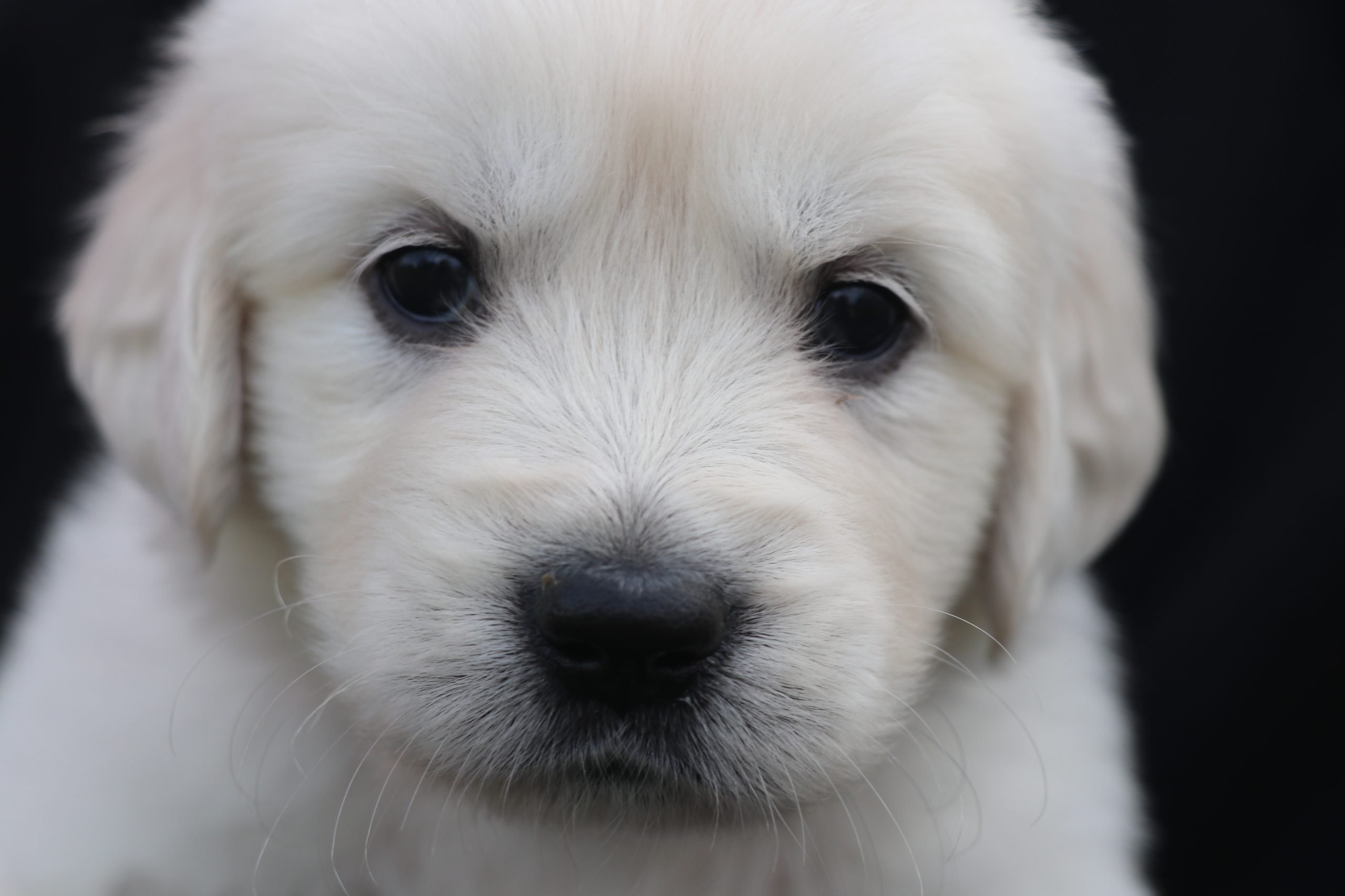 Rosie: AKC Golden Retriever puppy (North Manchester, Indiana)