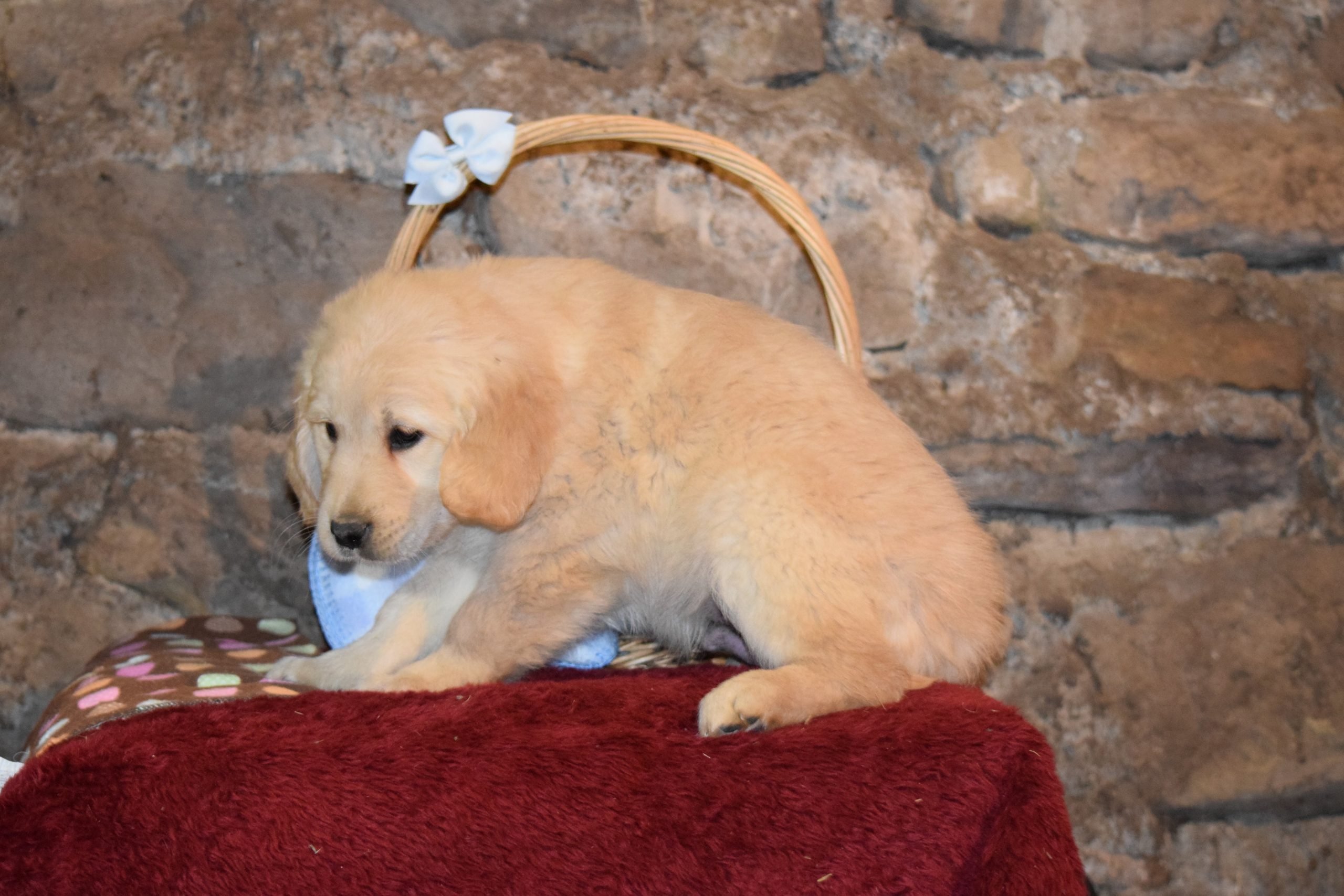 Rover Male Purebred Golden Retriever Puppy For Sale Butler ...