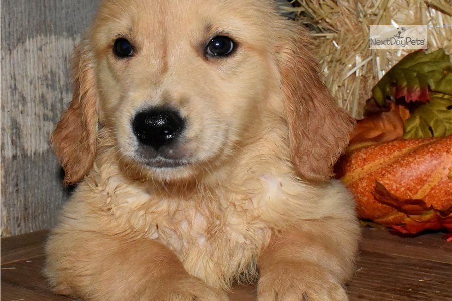 Rowdy: Golden Retriever puppy for sale near Springfield ...
