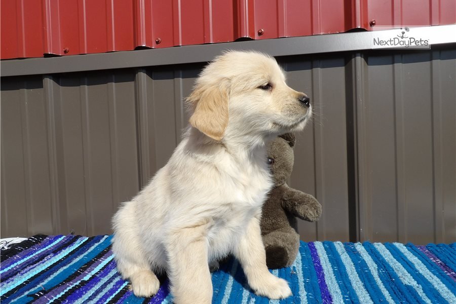 Rubic: English Golden Retriever puppy for sale near ...