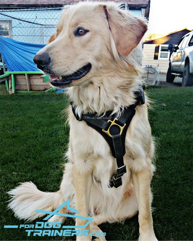 *Sadie Presents Leather Dog Harness for Agitation/Obedience Training ...