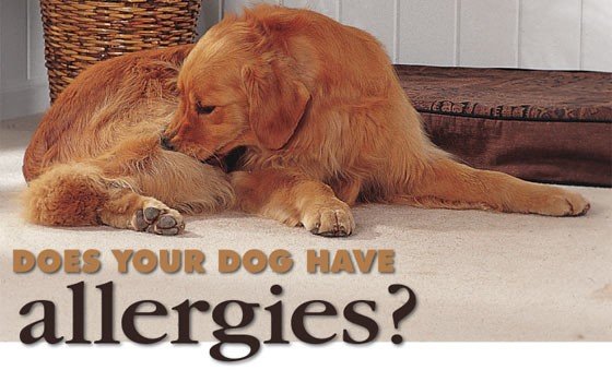 Seasonal Allergies in Your Dog