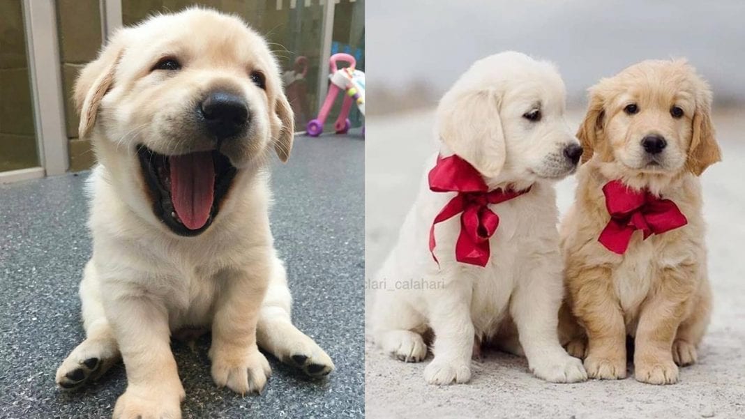 Should You Get a Golden Retriever Puppy? 12 Things to Know