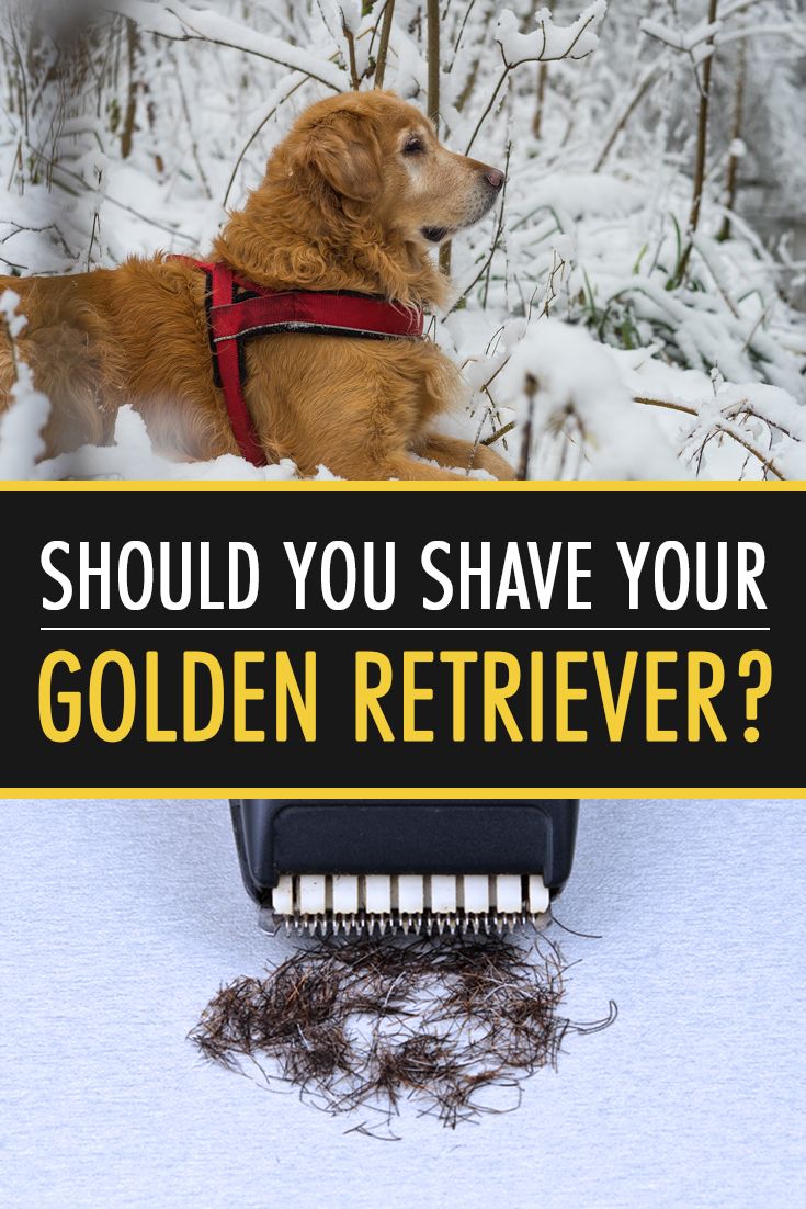 Should you Shave a Golden Retriever
