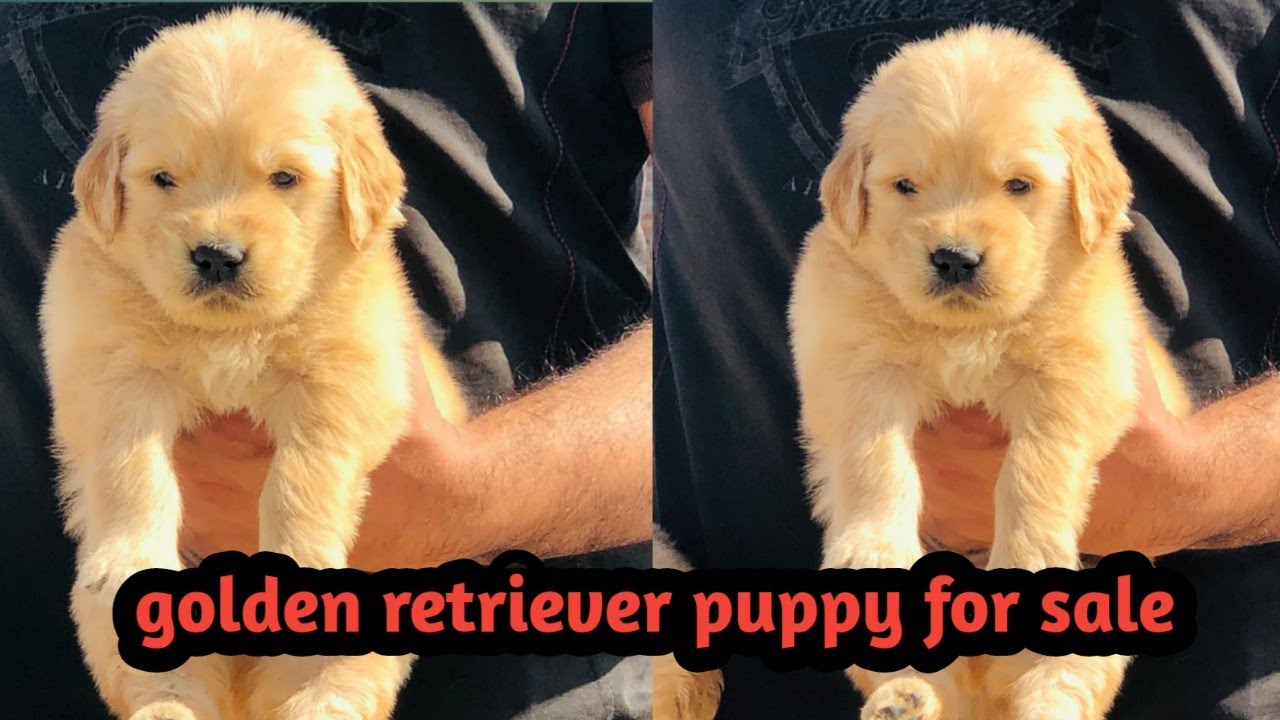 show quality golden retriever puppy for sale, I want to ...