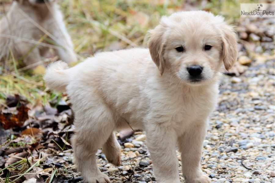 Sir Winston: Golden Retriever puppy for sale near ...
