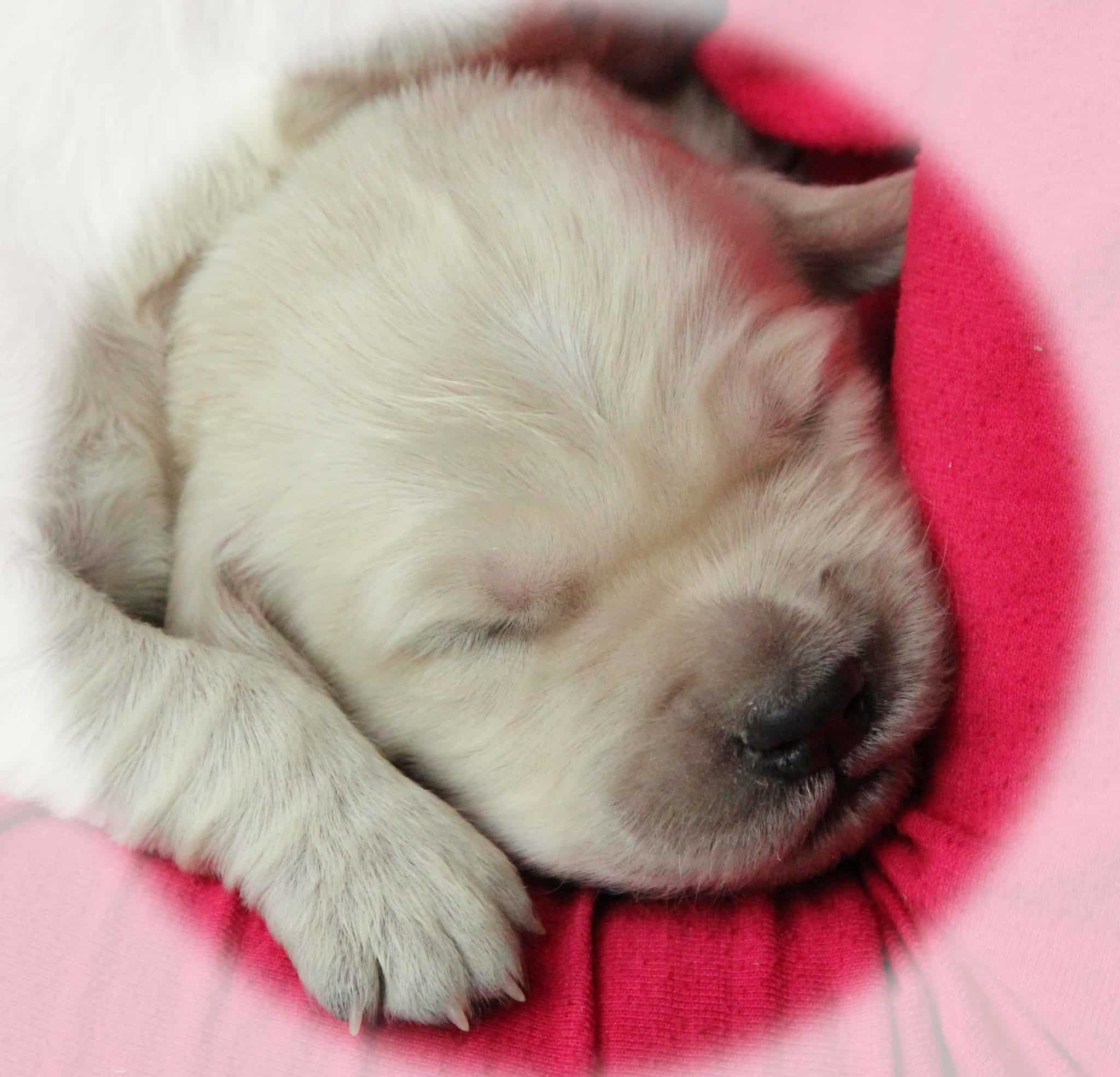 sleepy face of newborn English Cream Golden Retriever puppy raised with ...