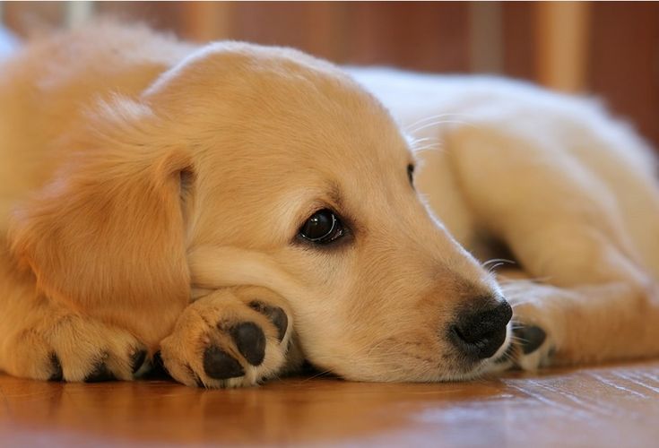 Some Common Health Problems in Golden Retrievers