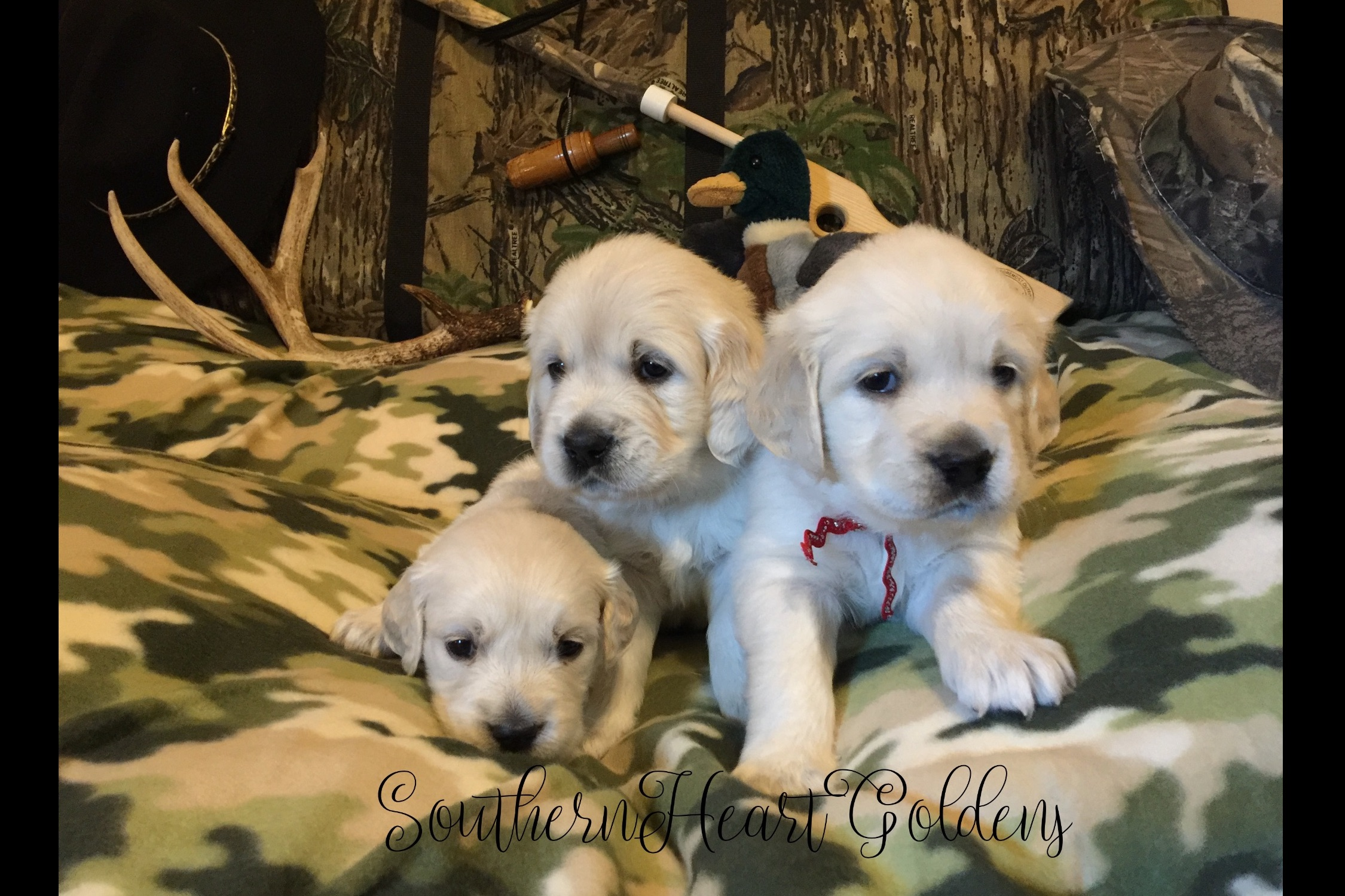 Southern Heart Goldens ~ English Golden Retriever Puppies ...