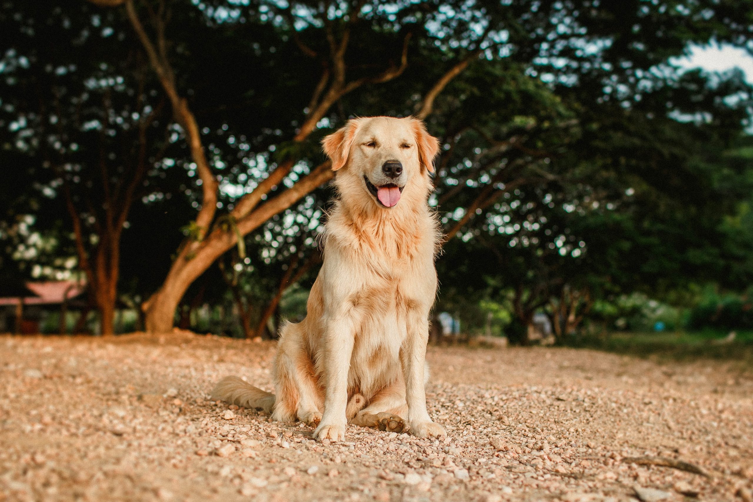 Spaying and Neutering Golden Retrievers: Things We Should ...