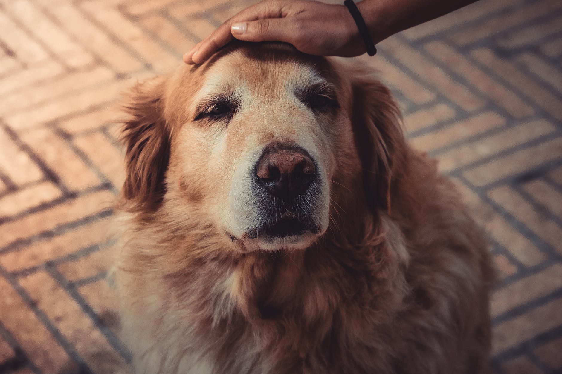 Spaying Golden Retrievers and Cancer