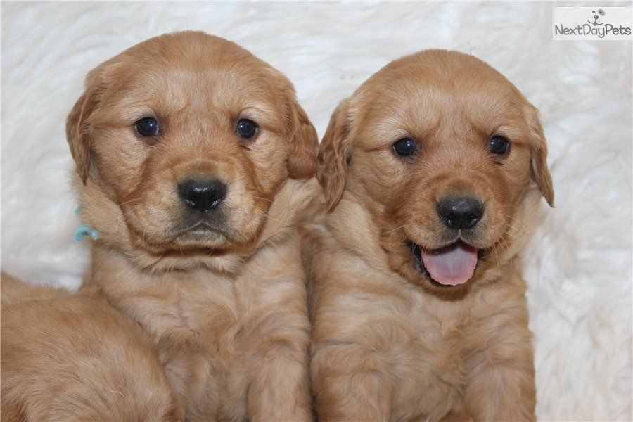 Springhousebroke: Golden Retriever puppy for sale near ...