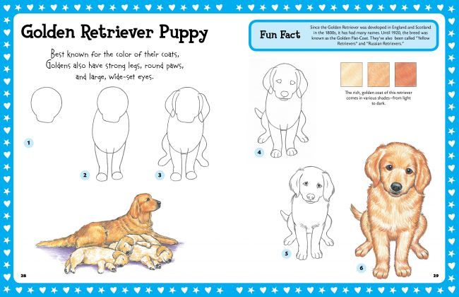 step by step drawing Puppies