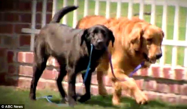 Stray labrador rescues blind pooch by becoming first ...