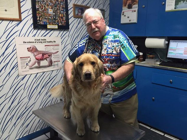 Study about why Golden retrievers are dying of cancers ...