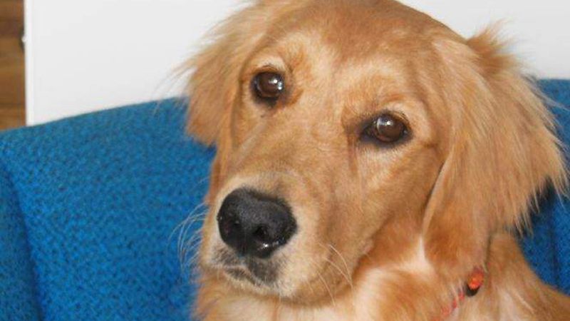Study to tackle why so many golden retrievers get cancer